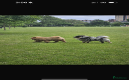 Chow Chow dogs for stud: Pumba direct at at  - Image 3