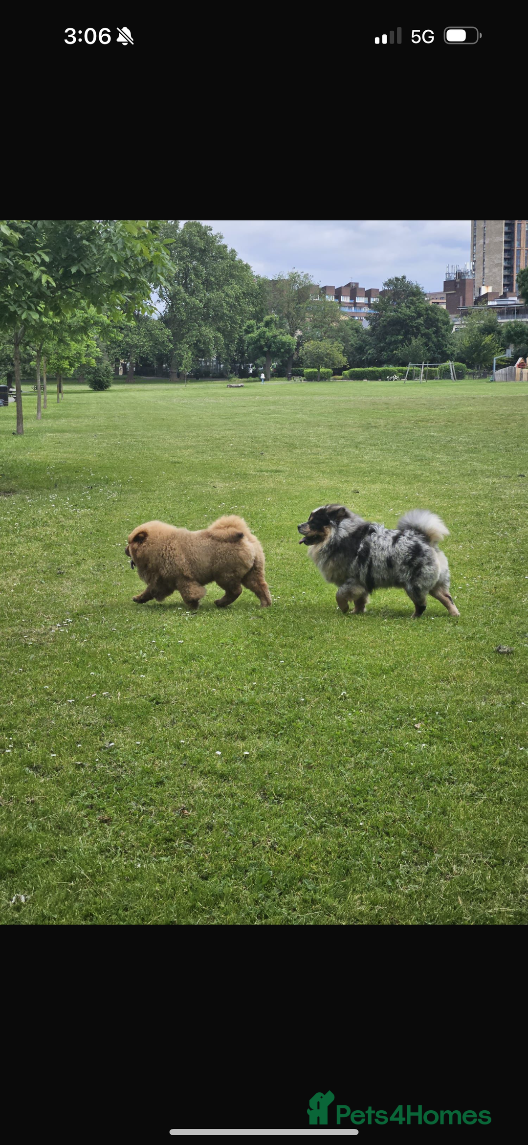 Chow Chow dogs for stud: Pumba direct at at  - Image 3