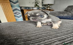 French Bulldog dogs for sale: Gorgeous frenchie pups  - Image 27