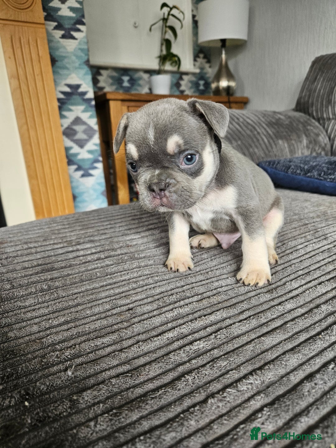 French Bulldog dogs for sale: Gorgeous frenchie pups  - Image 27