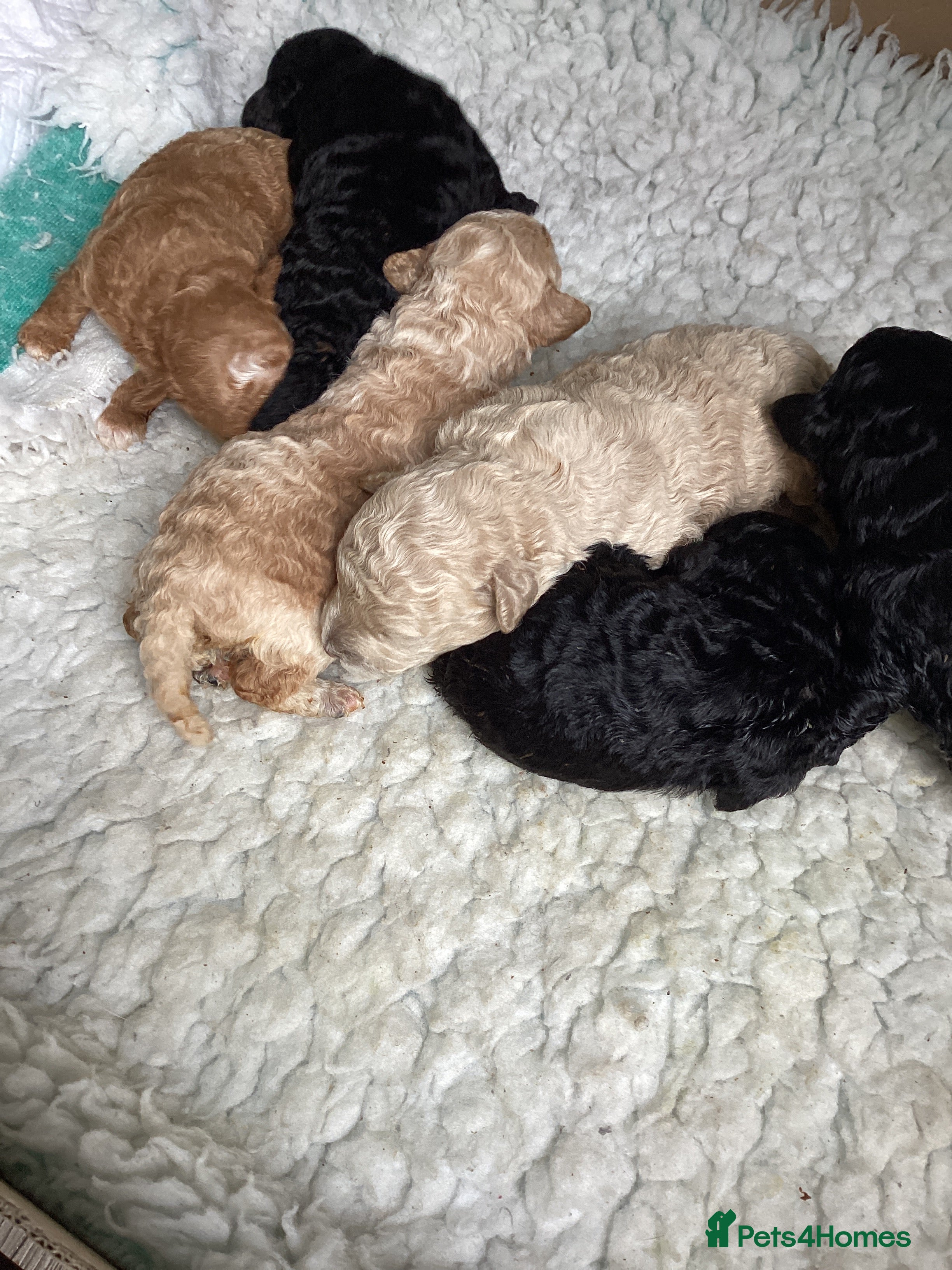 Toy Poodle dogs Stunning Toy Poodles - Advert 1