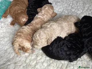 Toy Poodle dogs Stunning Toy Poodles - Advert 1