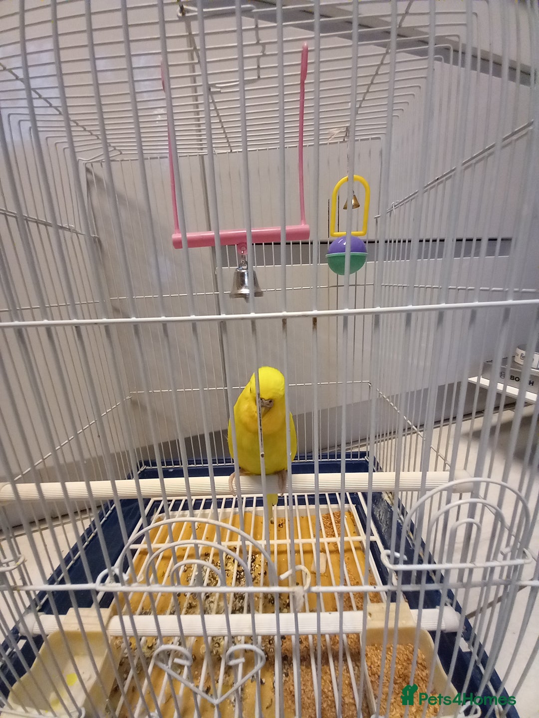 Budgerigars birds for sale: Bird and cage - Image 9