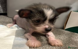 Chinese Crested dogs for sale: HHL Chinese Cresteds  - Image 9