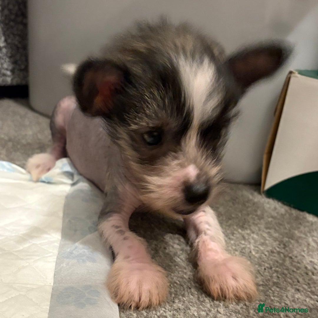 Chinese Crested dogs for sale: HHL Chinese Cresteds  - Image 9