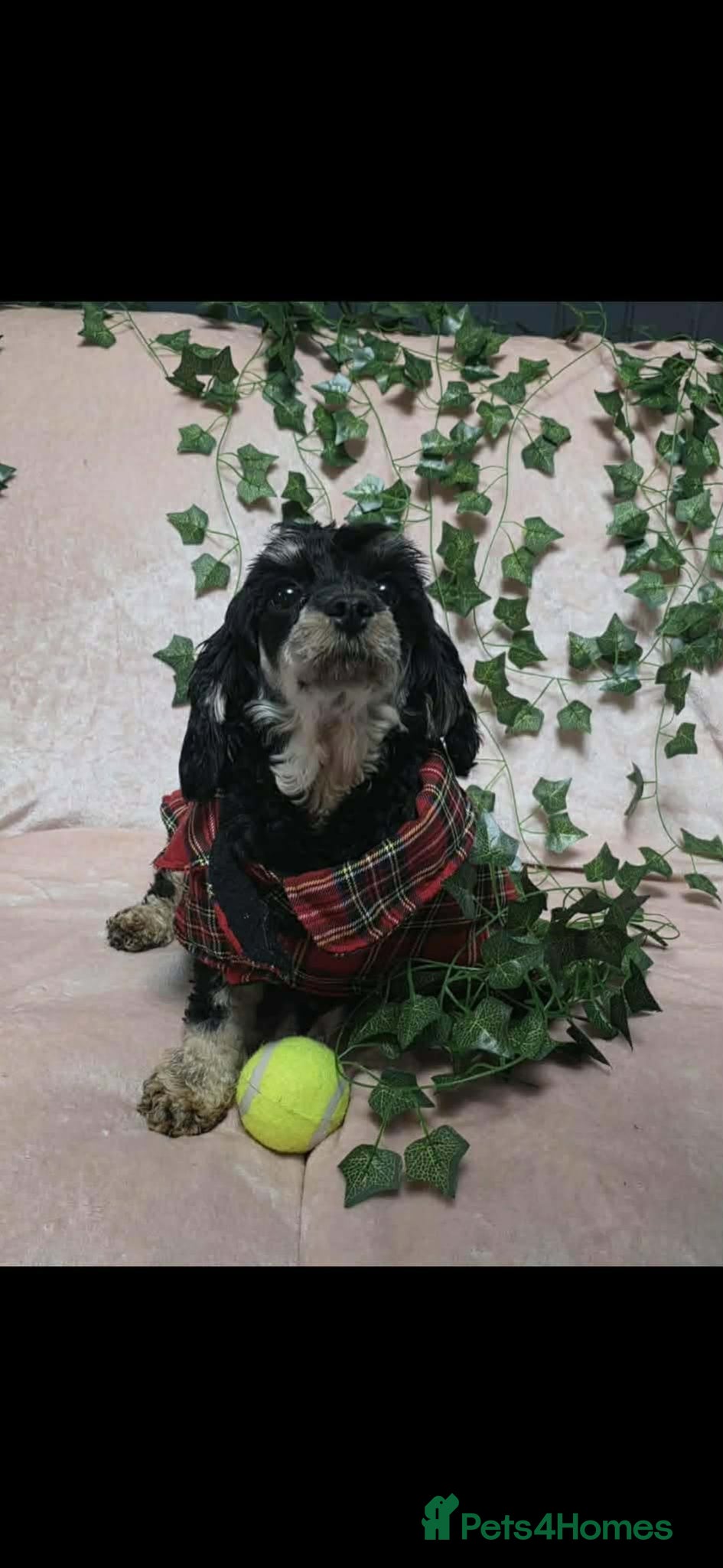 Cavapoo dogs Stunning cavapoos available  - Advert 1