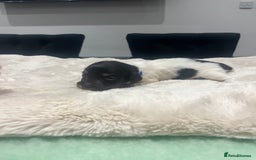 Dachshund dogs for sale: Tiny long haired piebald dachshunds for sale ! - Image 18