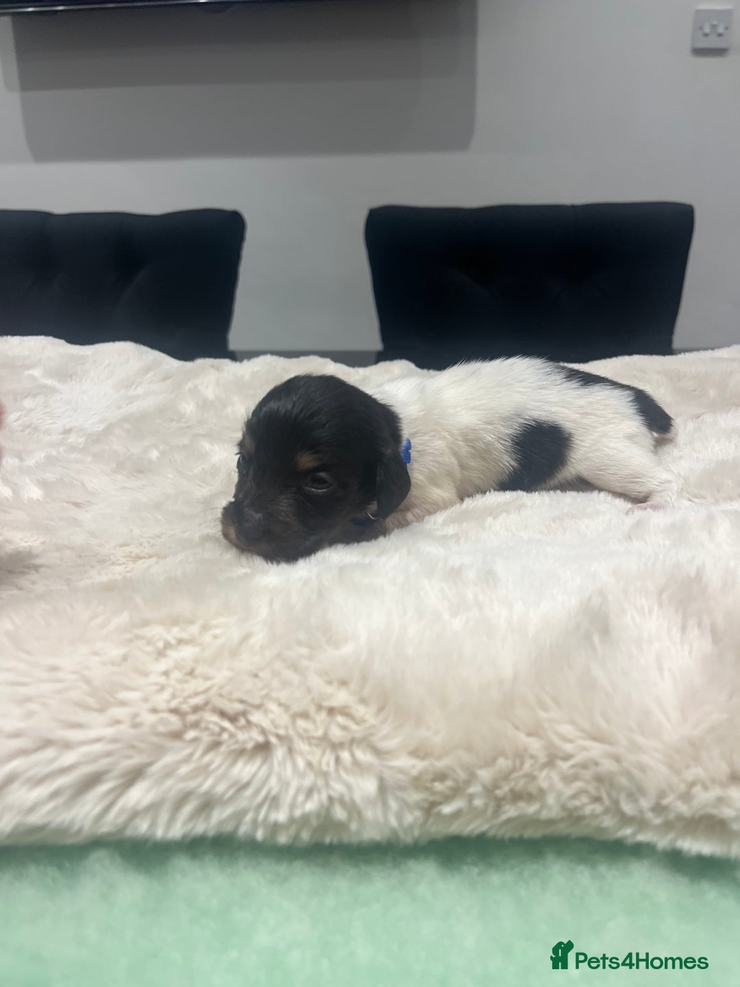 Dachshund dogs for sale: Tiny long haired piebald dachshunds for sale ! - Image 18