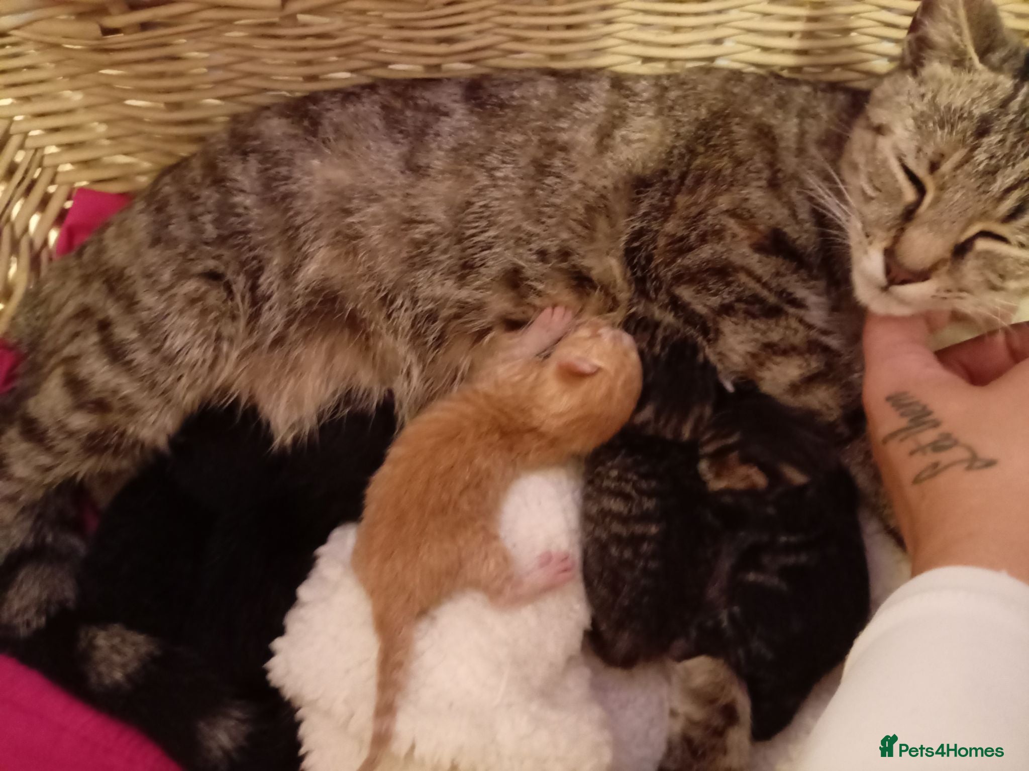 Mixed Breed cats Kittens for sale. 1 black male and 1 tabby female  - Advert 1