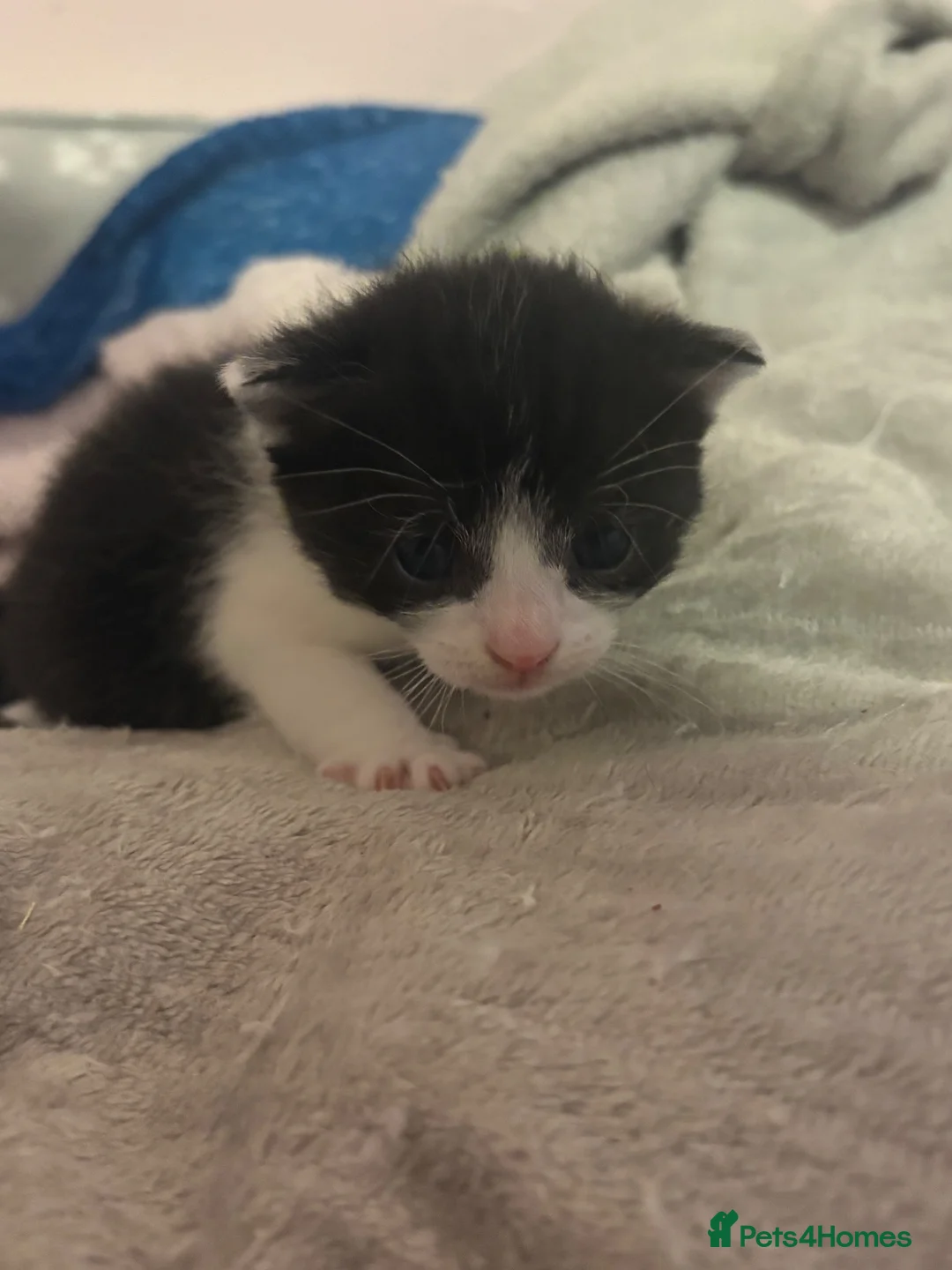 Mixed Breed cats for sale: 4 stunning kittens looking for an forever home - Advert 5