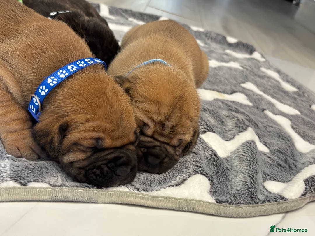 Cane Corso dogs for sale: Cane Corso Puppies 🐶  - Advert 9