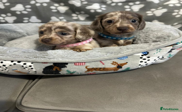 Miniature Dachshund dogs Miniature dachshunds  - Advert 1