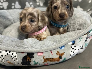 Miniature Dachshund dogs Miniature dachshunds - Advert 1