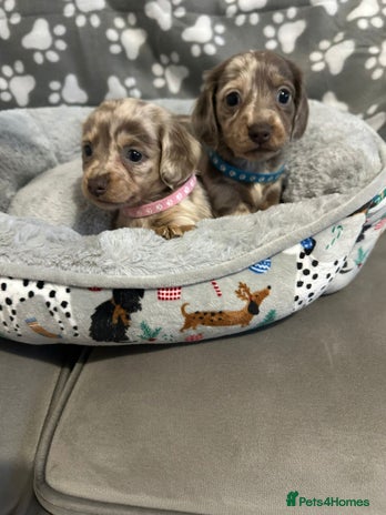 Miniature Dachshund dogs Miniature dachshunds - Advert 1