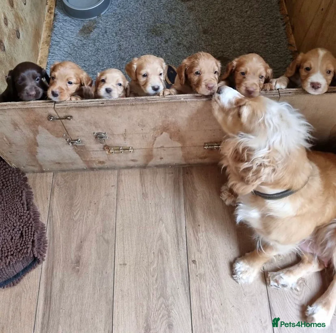 Cocker Spaniel dogs for stud: Ammerdown Galahad - Health Tested Stud in Frome - Advert 6