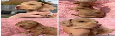 Miniature Dachshund Puppy 1