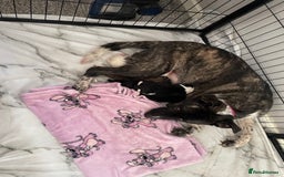 Mixed Breed dogs for sale: mixed breed male puppy  - Image 4