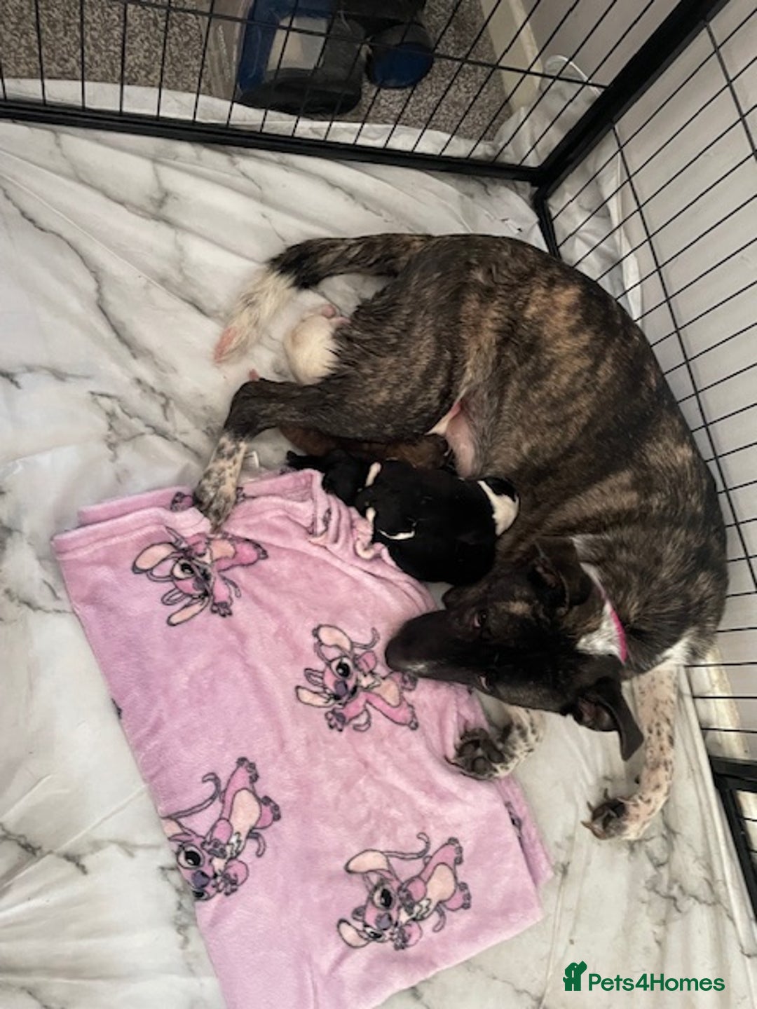 Mixed Breed dogs for sale: mixed breed male puppy  - Image 4