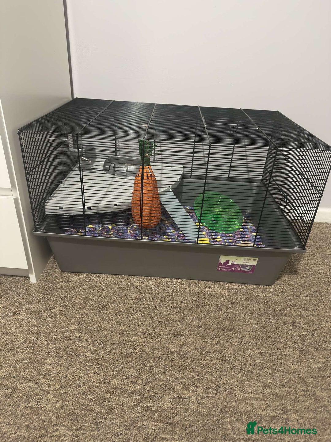 Hamster rodents for sale: Gorgeous 1 year old Syrian Hamster - Image 2