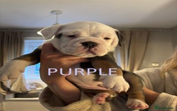 Olde English Bulldogge dogs for sale: Playful OEB Puppies  - Image 10
