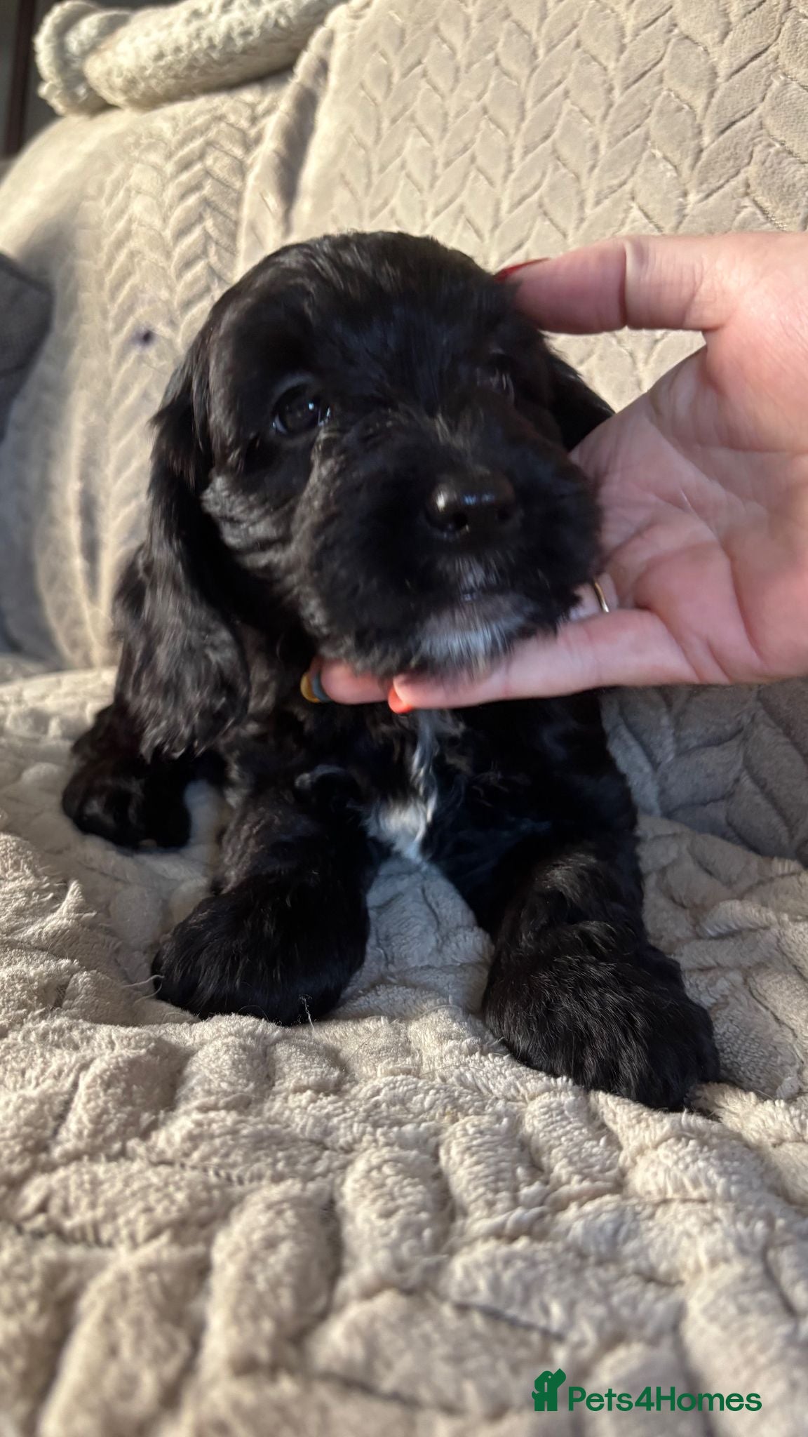 Cockapoo dogs Adorable Cockapoo puppies  - Advert 3