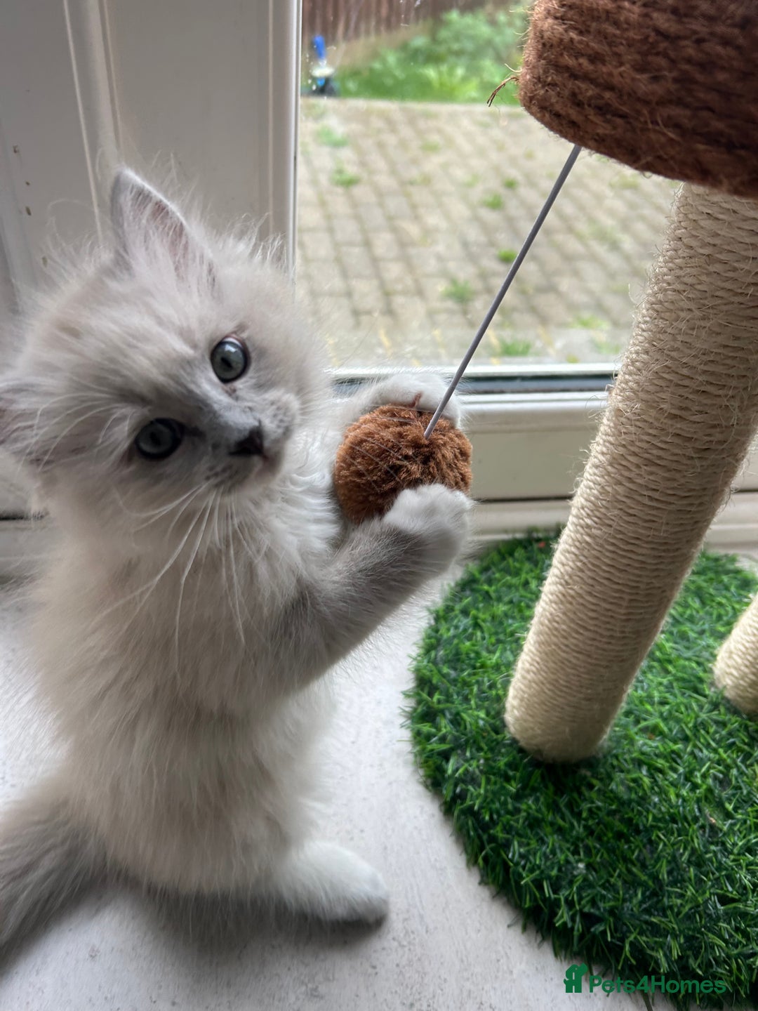 Ragdoll cats for sale: Blue mitted light mink  - Image 15