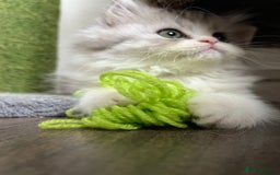 Persian cats for sale: Persian kittens for sale  - Image 6
