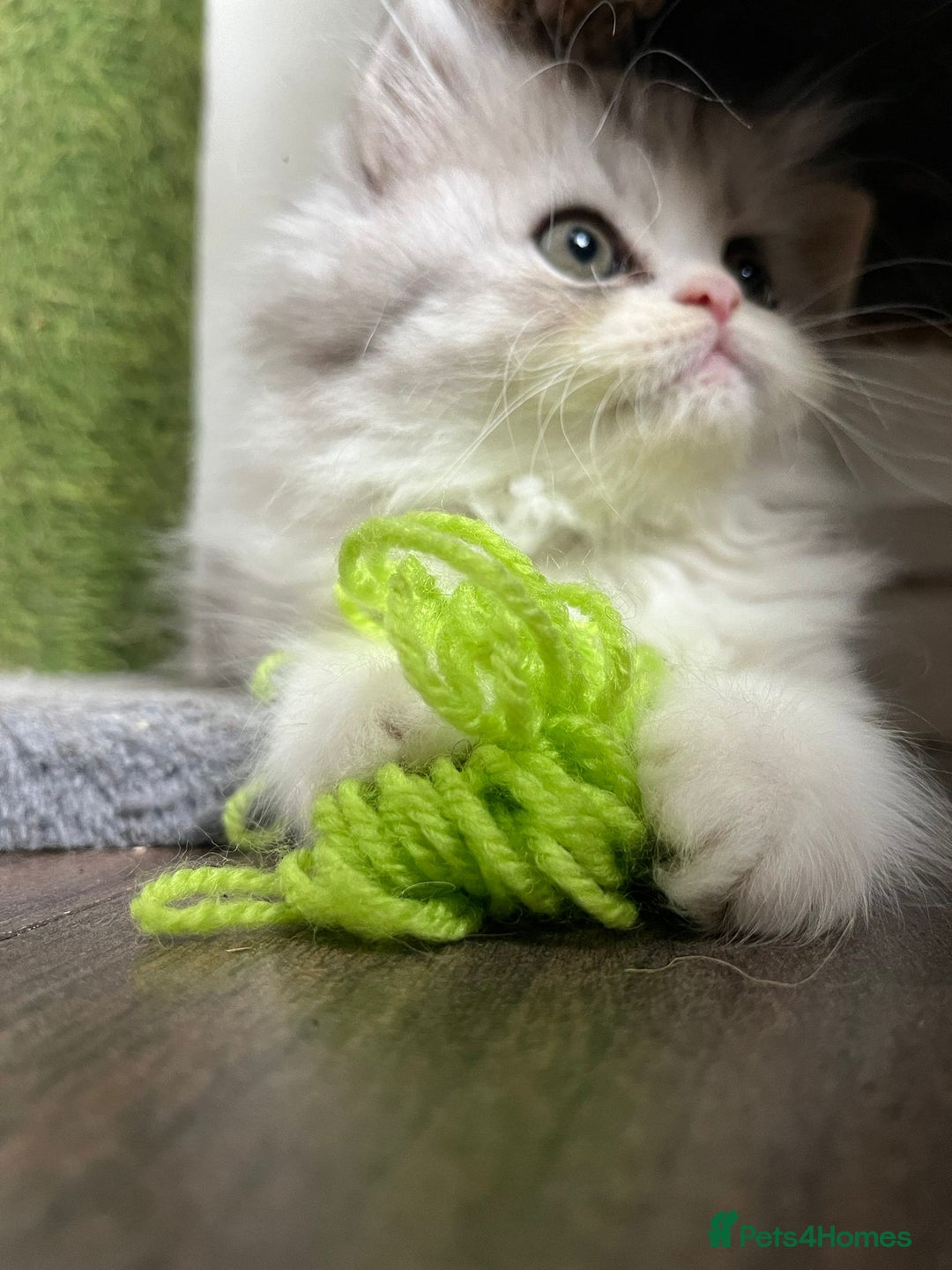 Persian cats for sale: Persian kittens for sale  - Image 6