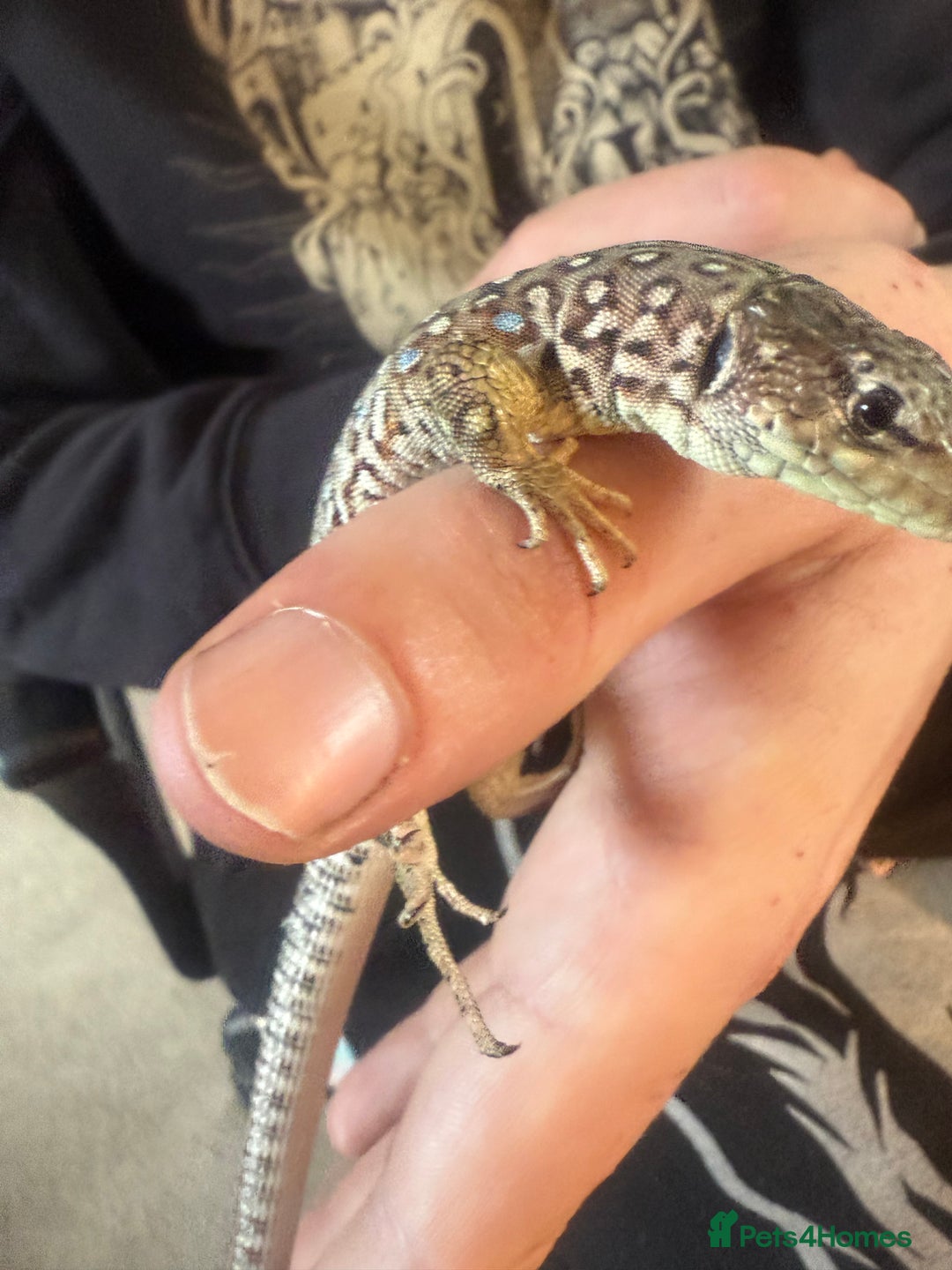 Lizard reptiles for sale: Free jewelled lacertas read description  - Image 4