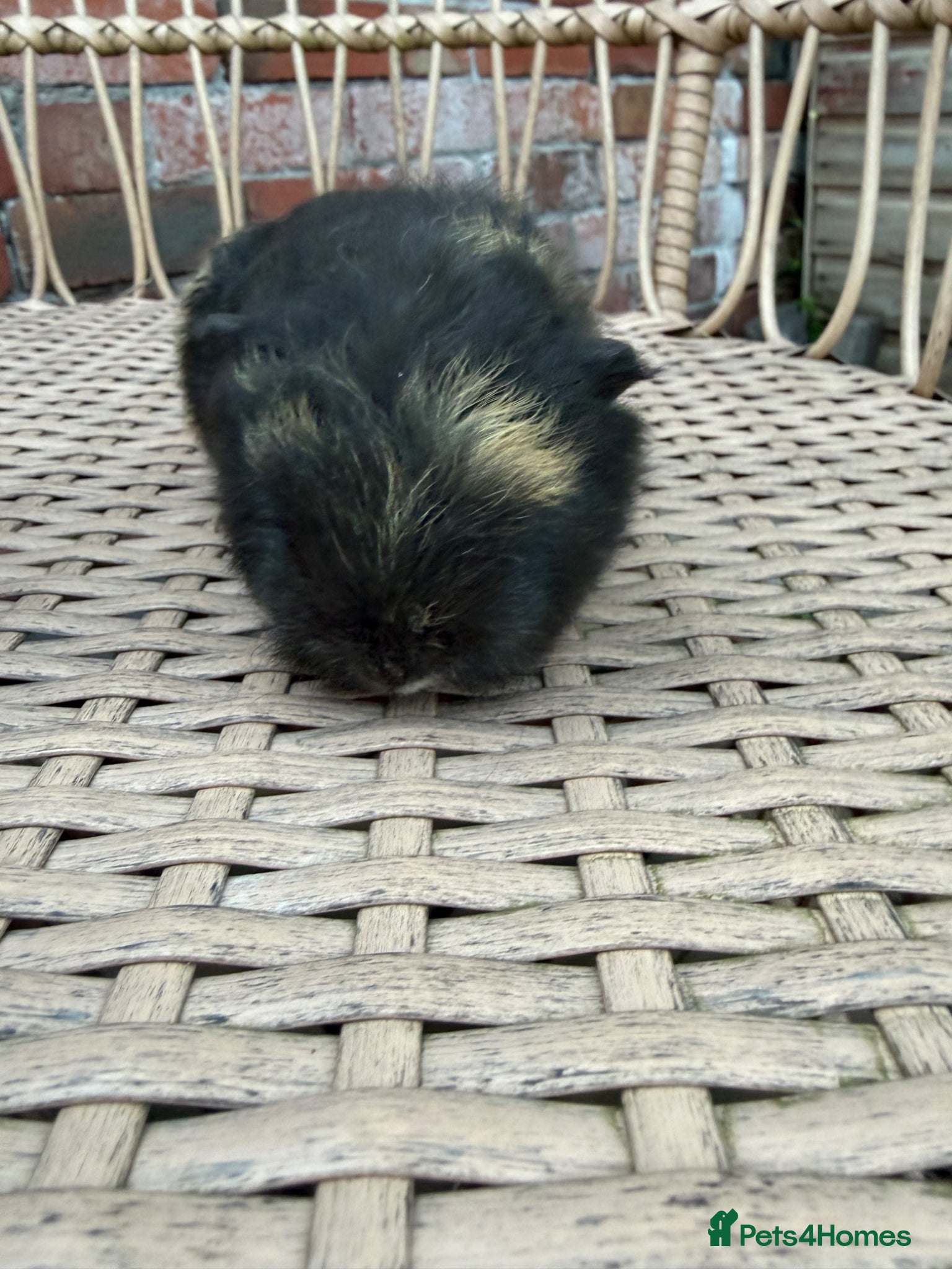 Guinea Pig rodents for sale: Swiss baby guinea pigs  in Nuneaton - Advert 5