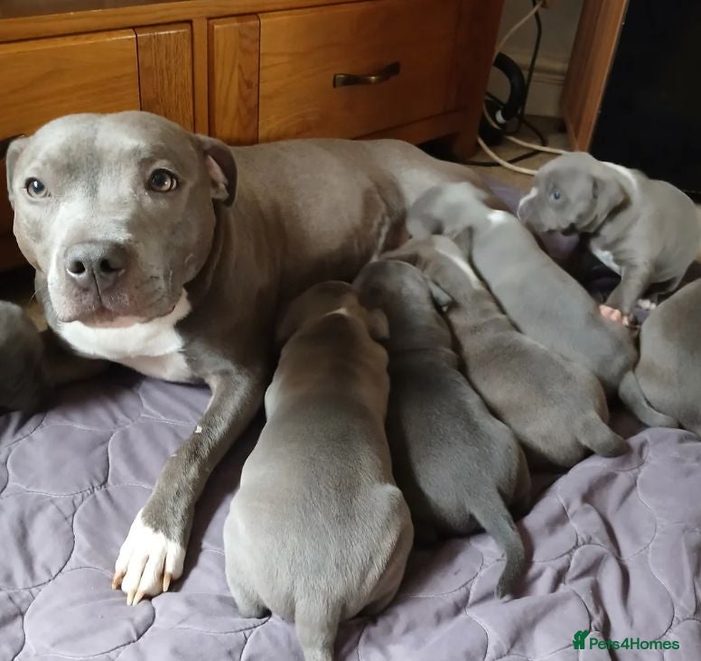 Staffordshire Bull Terrier dogs Outstanding Staffordshire Bull Terrier Available - Advert 18