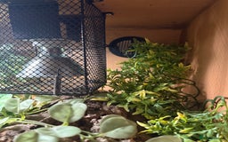 Snake reptiles for sale: Female Western Hognose  - Image 10