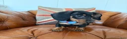 Miniature Dachshund dogs for sale: Beautiful Miniature Dachshunds 5 ⭐ License Breeder - Advert 9