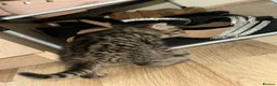British Shorthair cats for sale: British short hair, male - Advert 5