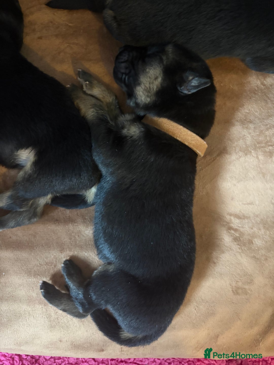 German Shepherd dogs for sale: 7 beautiful German Shepherd puppies  - Image 10