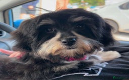 Maltipoo dogs for sale: Stunning Maltipoo babies  - Advert 2