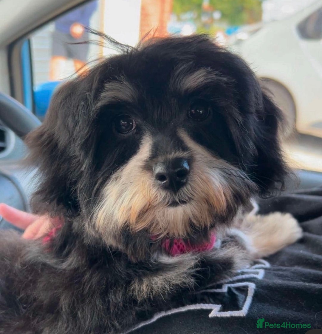 Maltipoo dogs for sale: Stunning Maltipoo babies  - Advert 2