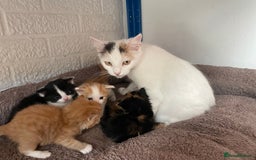 Mixed Breed cats for sale: Last One -  Mixed Breed Kittens - Image 4
