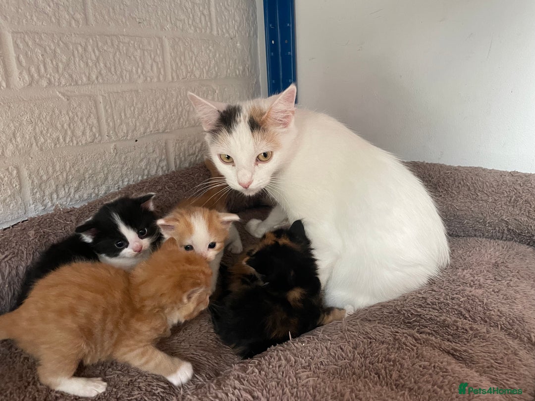 Mixed Breed cats for sale: Last One -  Mixed Breed Kittens - Image 4