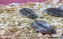 Hamster rodents for sale: Cute, friendly dwarf hamsters  - Image 4