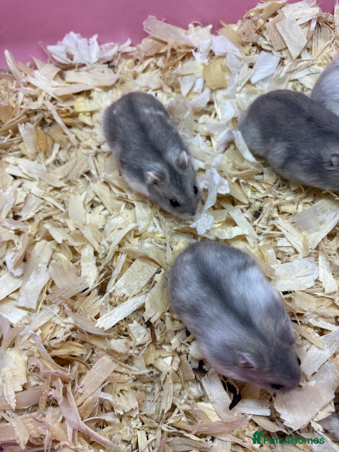 Hamster rodents for sale: Cute, friendly dwarf hamsters  - Image 4