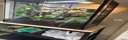 Chameleon reptiles for sale: Panther Chameleon and set up - Advert 3