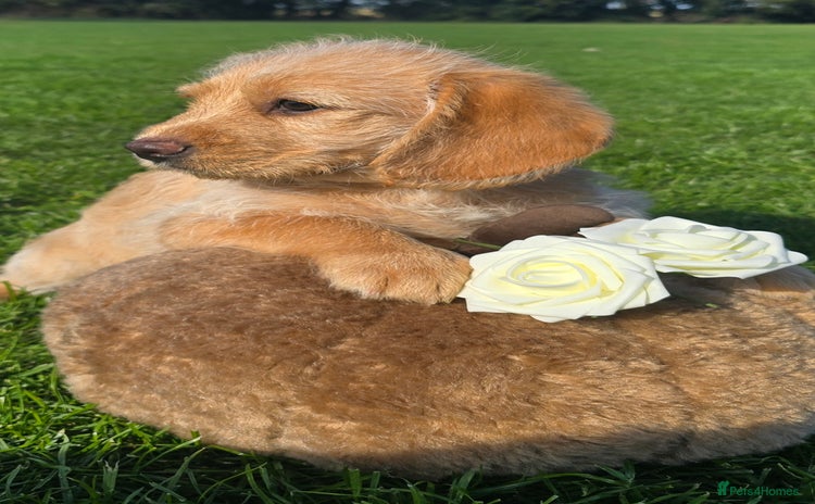 Labrador Retriever dogs - Advert 11