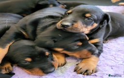 Dobermann dogs for sale: Gorgeous KC Dobermann Puppies  - Image 4