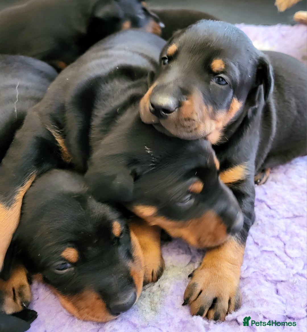 Dobermann dogs for sale: Gorgeous KC Dobermann Puppies  - Image 4