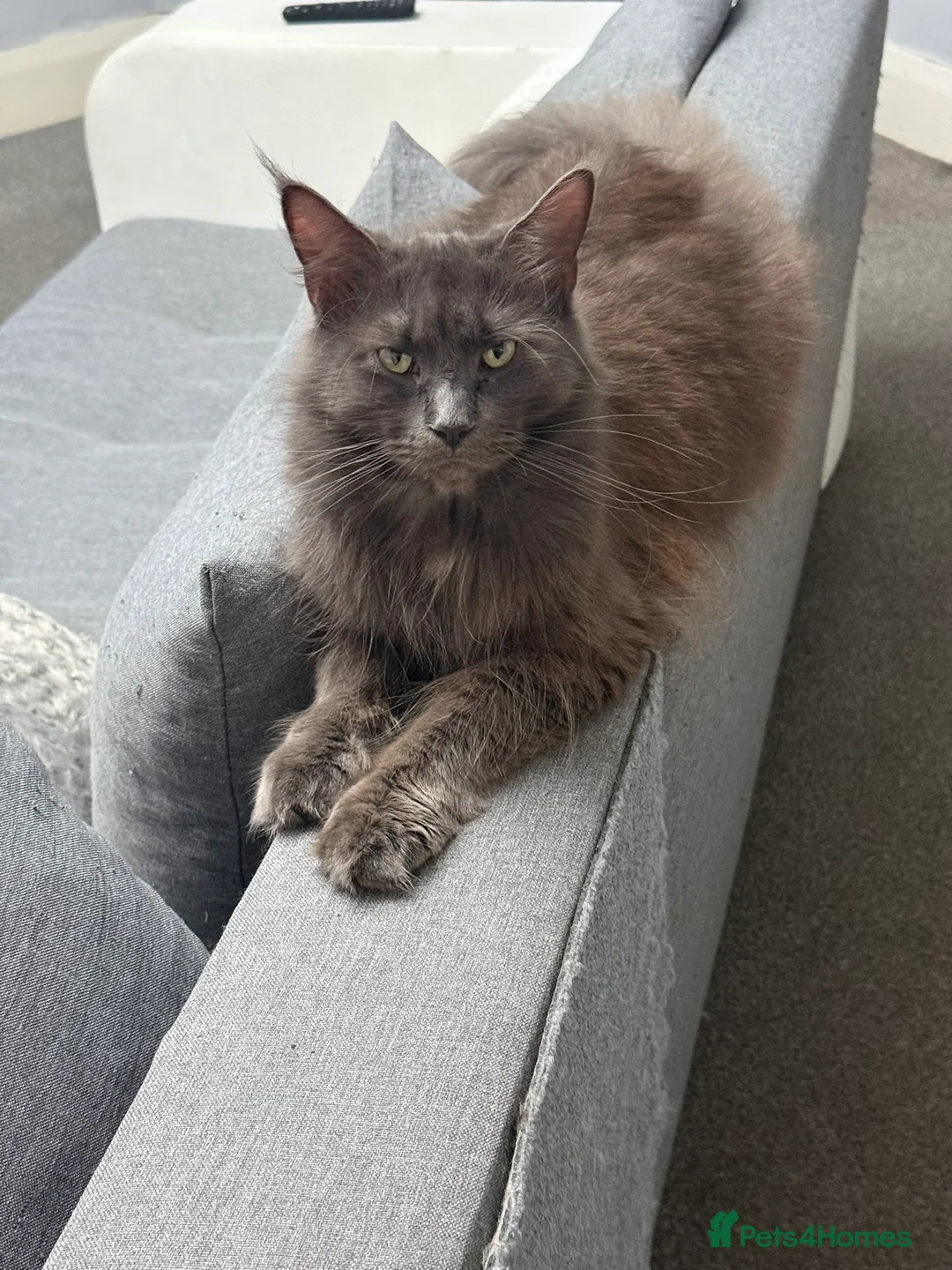 Maine Coon cats for sale: Stunning Pedigree Maine Coon Kittens for Sale - Advert 9