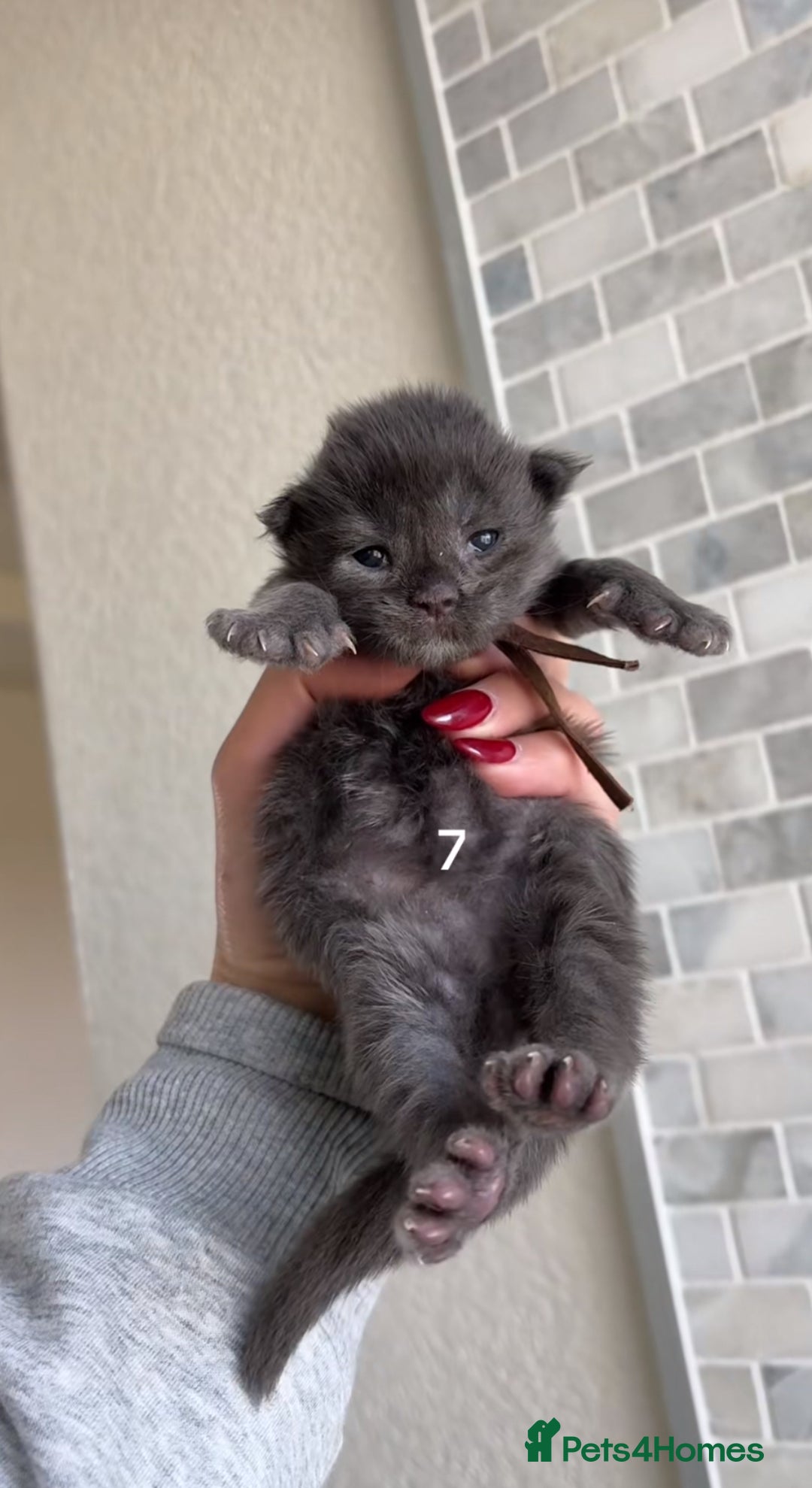 Maine Coon cats for sale: BEAUTIFUL MAINE COON KITTENS - Advert 8