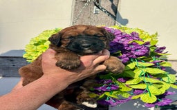 Saint Bernard dogs for sale: F1 st doodles puppies for sale - Image 30