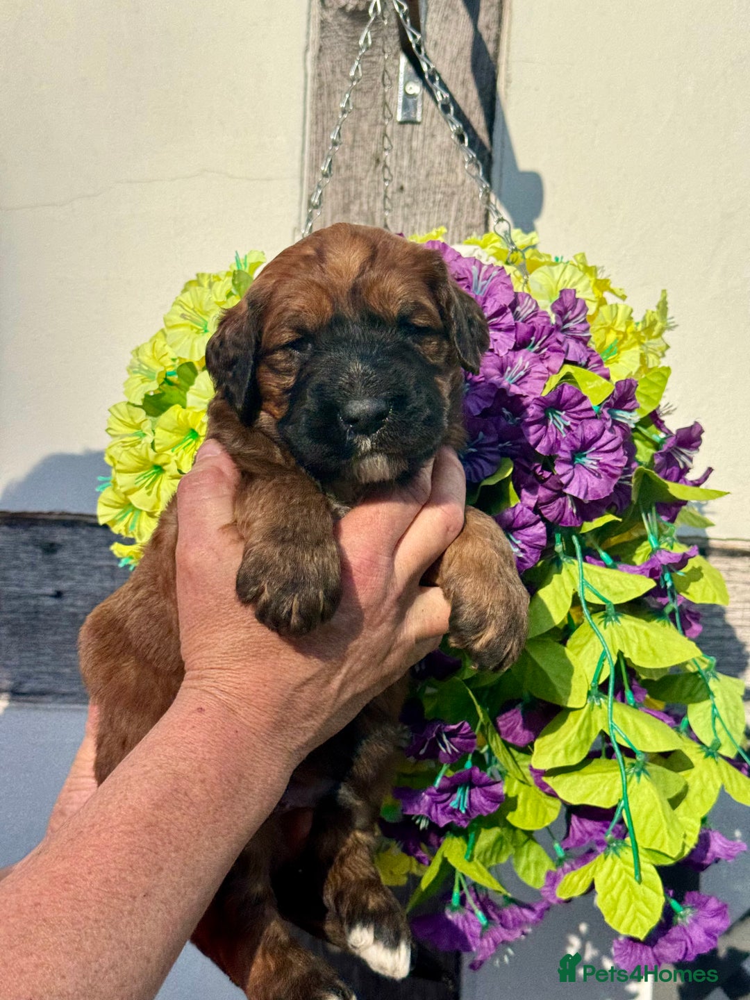 Saint Bernard dogs for sale: F1 st doodles puppies for sale - Image 30