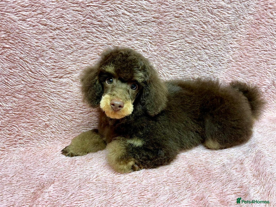 Toy Poodle dogs for sale: KC CHOCOLATE/TAN TOY POODLE  - Advert 4